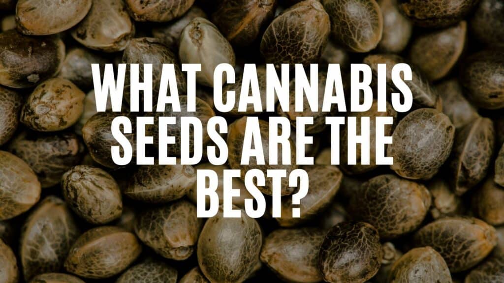B B A B What Cannabis Seeds Are The Best