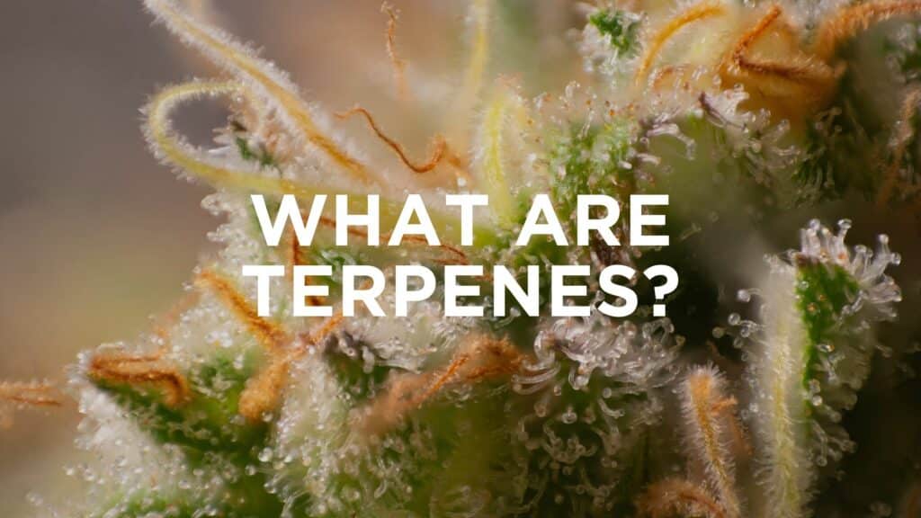 E E F F Fd Ff E What Are Terpenes