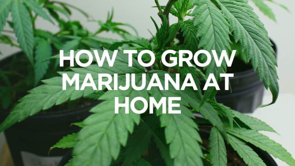 Ed Ae B Ebf D How To Grow Marijuana At Home Scaled