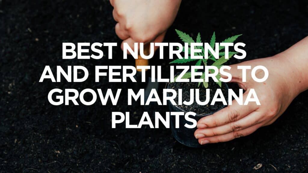 Ed Bc C Aa Best Nutrients And Fertilizers To Grow Marijuana Plants Scaled