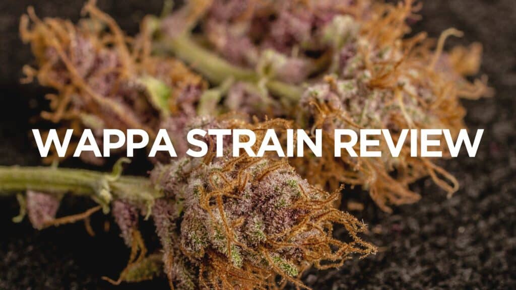 A Cf B C Wappa Strain Review Scaled
