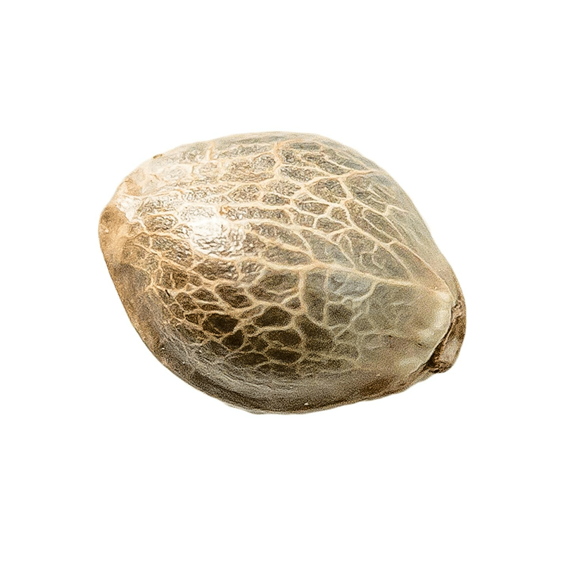 34 Street Seed Co. : MANGO CBD 1:1 SEEDS 1 Street Seed Co MANGO CBD SEEDS z