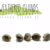 Weathered Islands Craft Cannabis : Pink Apricot Seeds