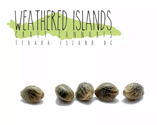 Weathered Islands Craft Cannabis : Pink Apricot Seeds