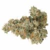 Coast Mountain Cannabis : Bc Organic Pemberton Pink