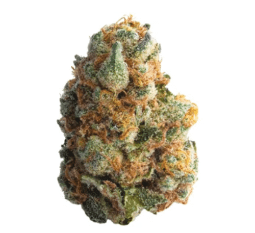 Spinach : GMO COOKIES (GMO (GARLIC, MUSHROOM, ONION) COOKIES)