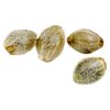 Ancestral Seeds : Sugar Diesel Feminized Seeds