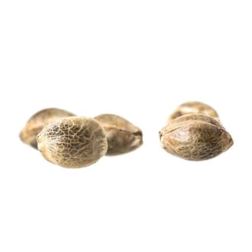 Erbaceous: D3Nali - 4 Seeds