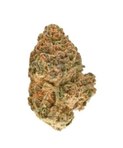 Redecan : ANIMAL RNTZ