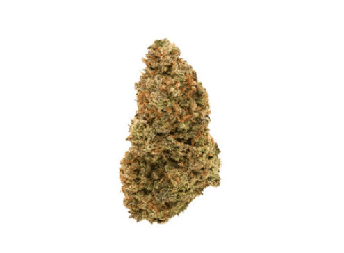 Homestead : BANDWAGON SATIVA 2 Homestead : BANDWAGON SATIVA