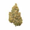 Coast Mountain Cannabis : Bc Organic Lucy In The Sky (Lsd)