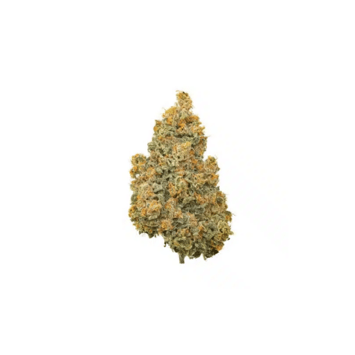 Coast Mountain Cannabis Bc Organic Lucy In The Sky (Lsd)