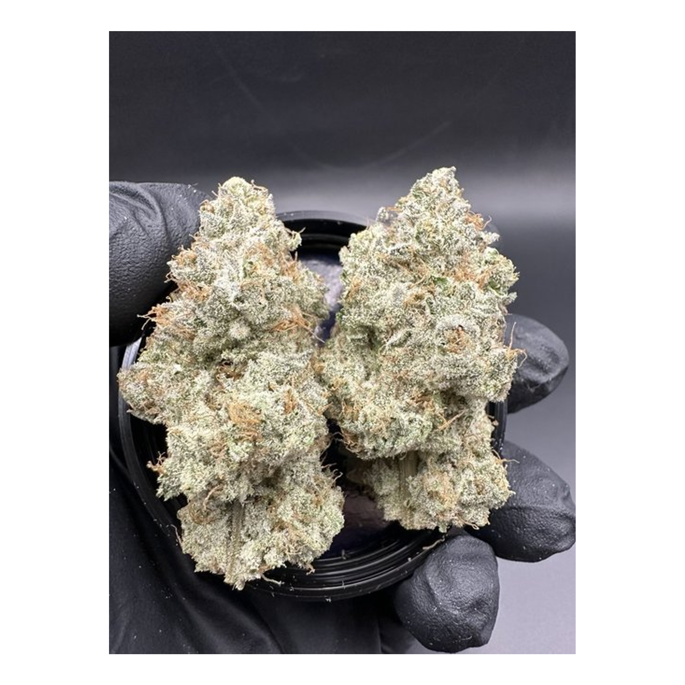Kootenay Cultivar : PERSY STASH O.J. ZAINBOW 7g 2 Kootenay Cultivar : PERSY STASH O.J. ZAINBOW 7g - Image 2