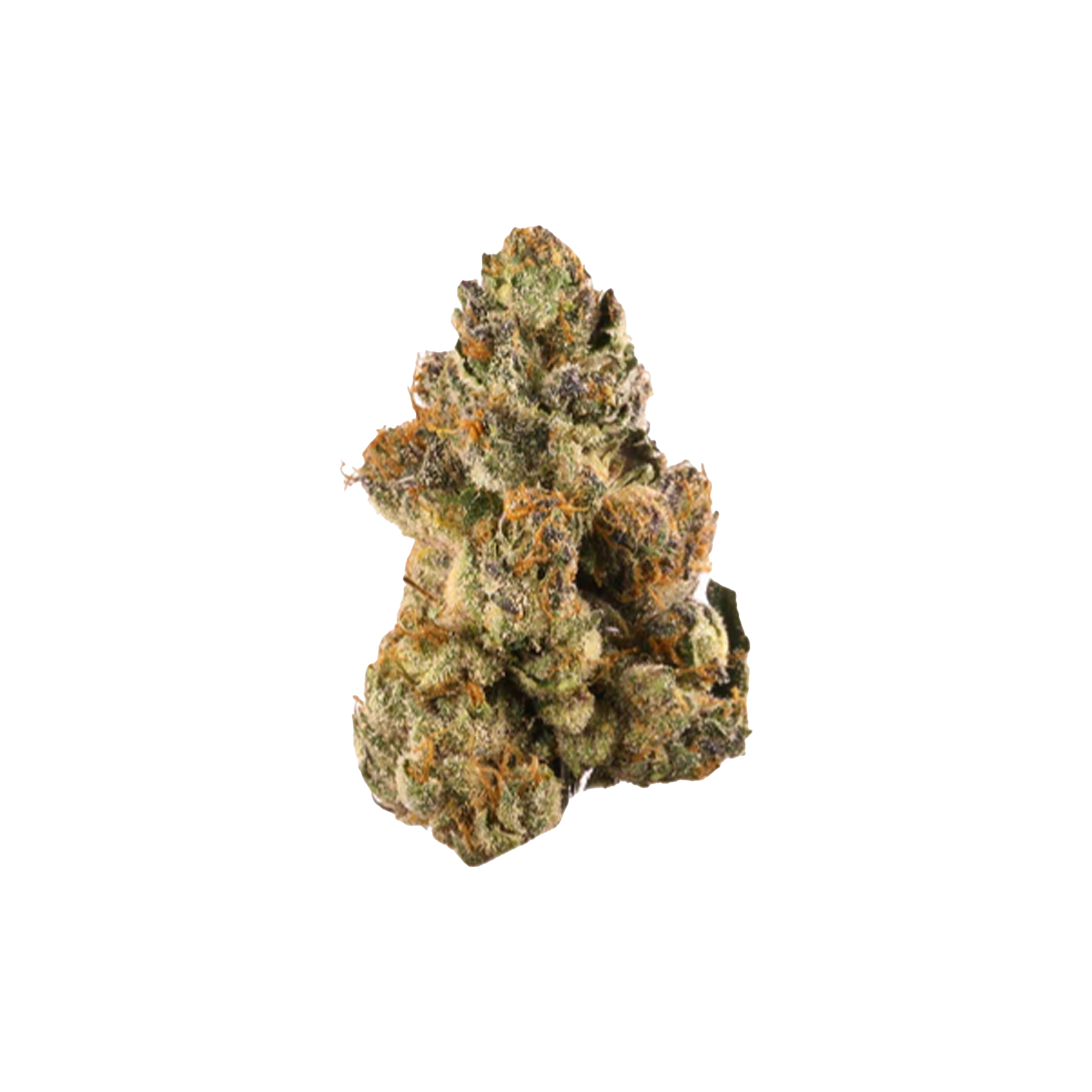 Rogworld : BONG GURU ROCKSTAR 1 Rogworld : BONG GURU ROCKSTAR