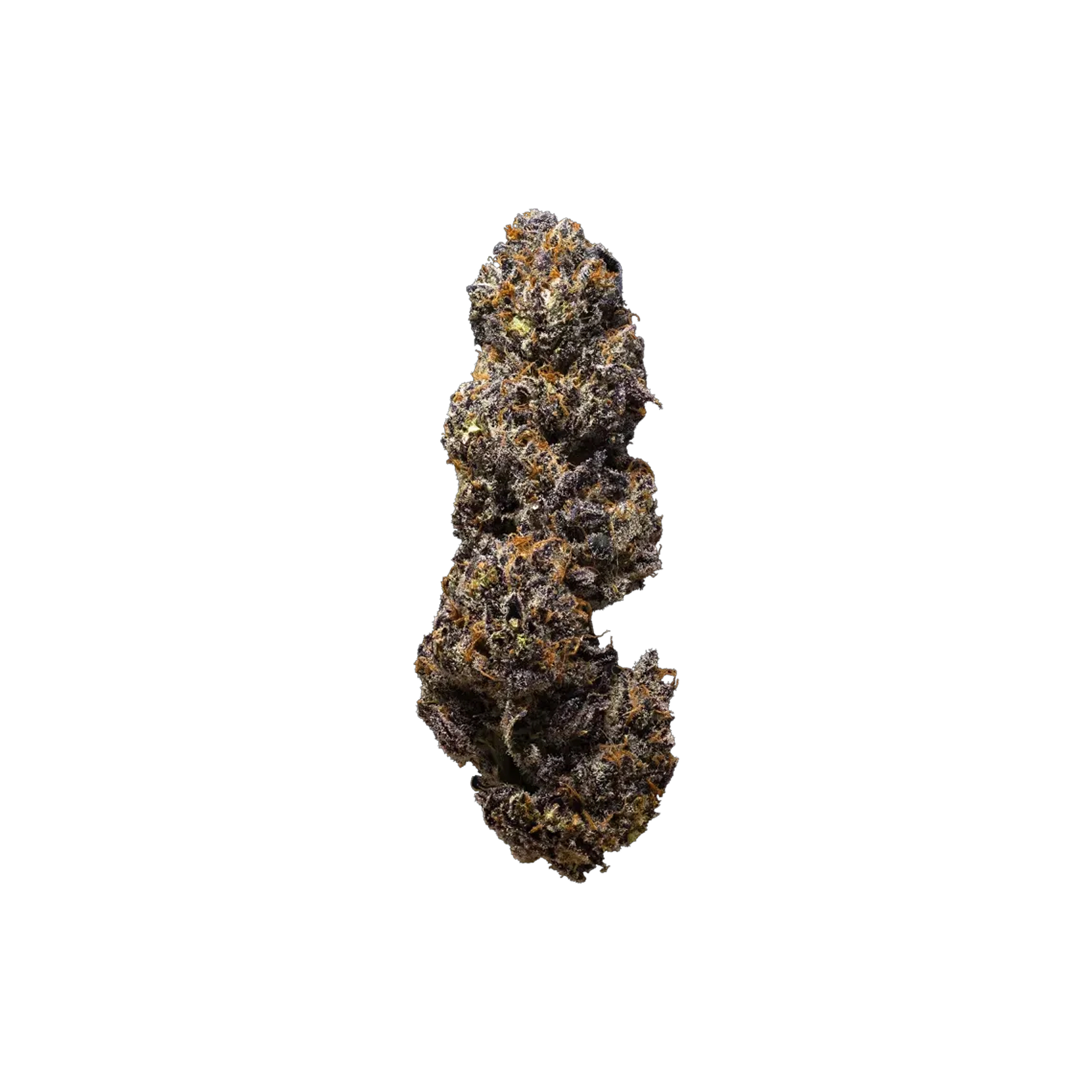 3rd Coast Genetics : JACK TRUFFLE 1 3rd Coast Genetics : JACK TRUFFLE