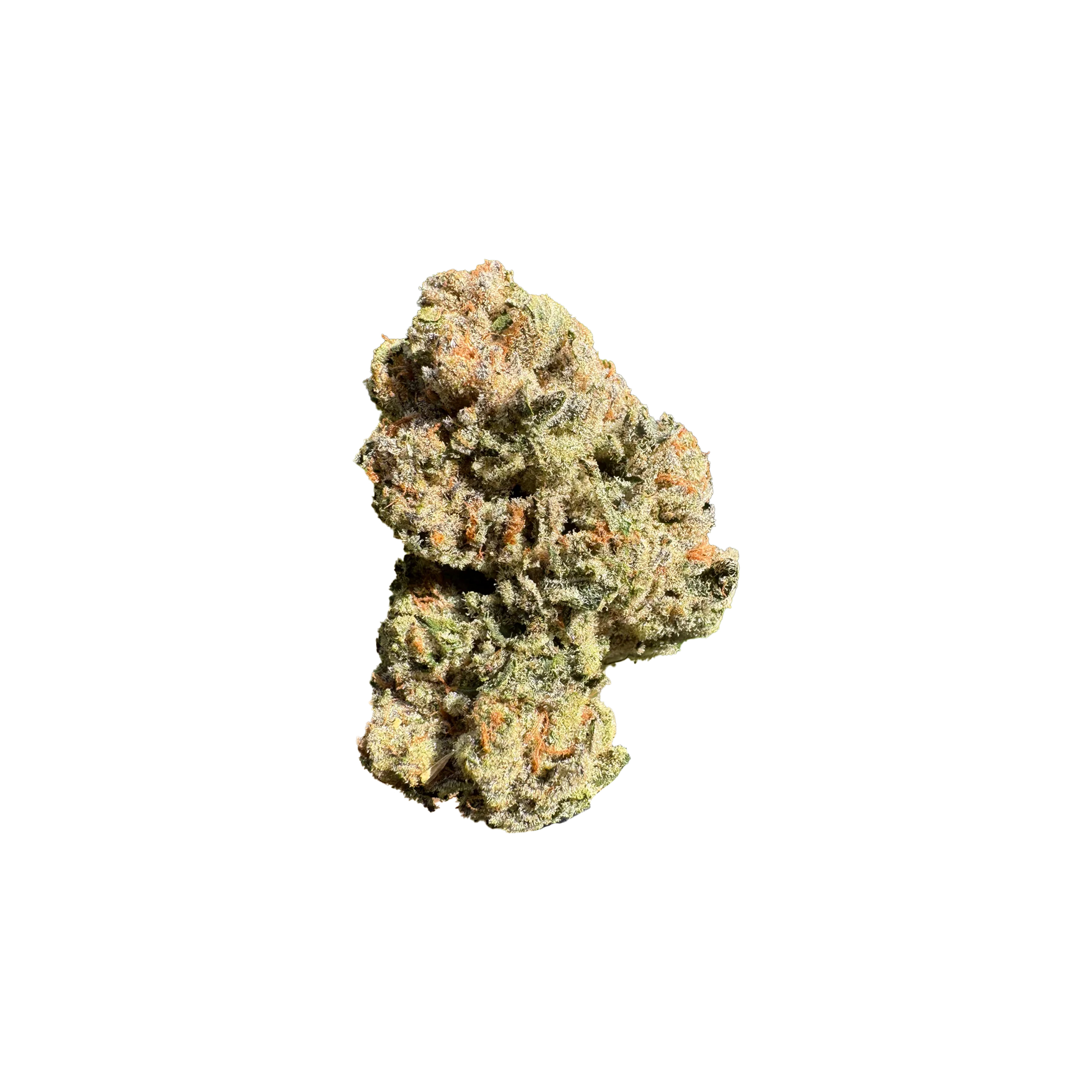 Saltspring Magic : ALIEN GORILLA 1 Saltspring Magic : ALIEN GORILLA
