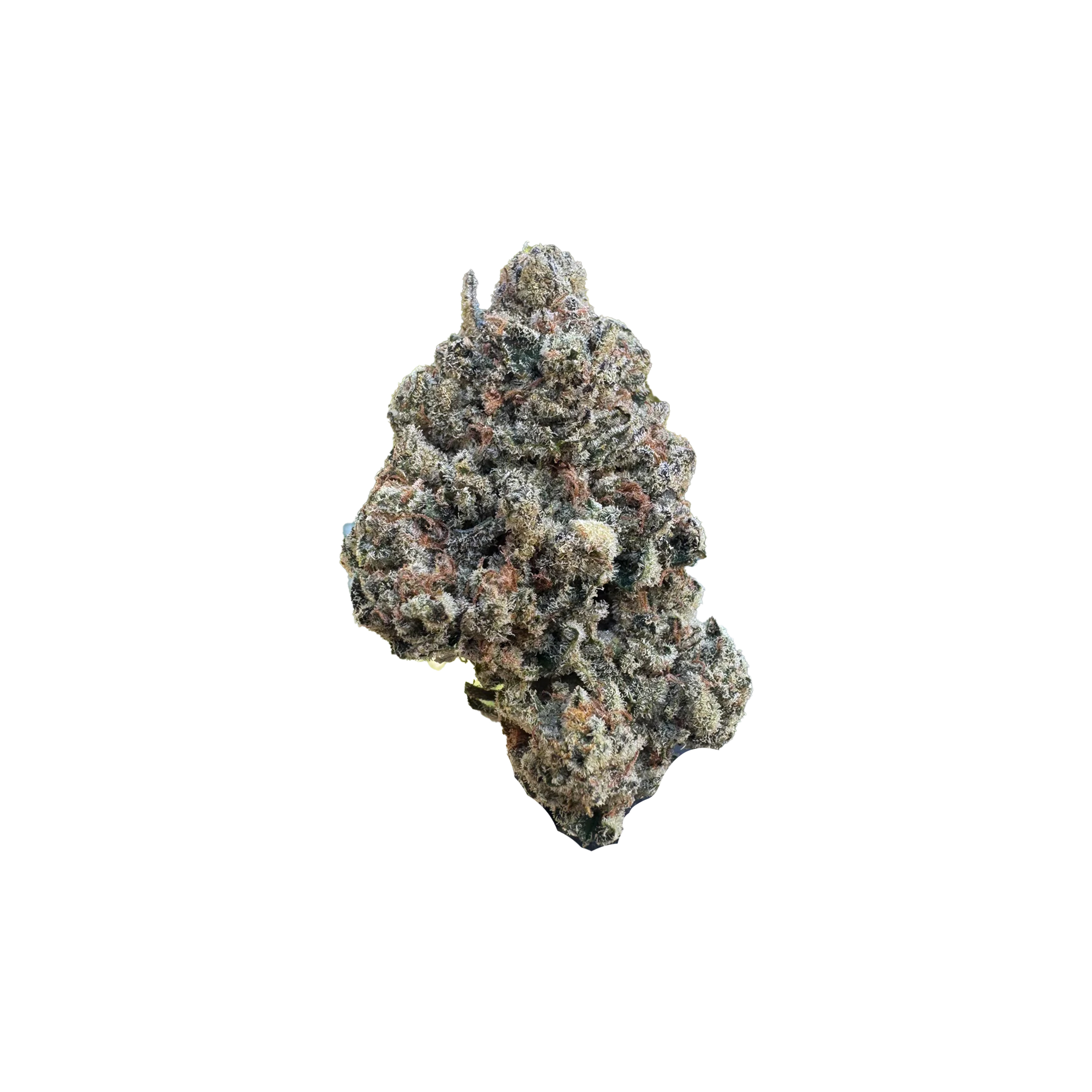Saltspring Magic : HIPPIE DIESEL 1 Saltspring Magic : HIPPIE DIESEL