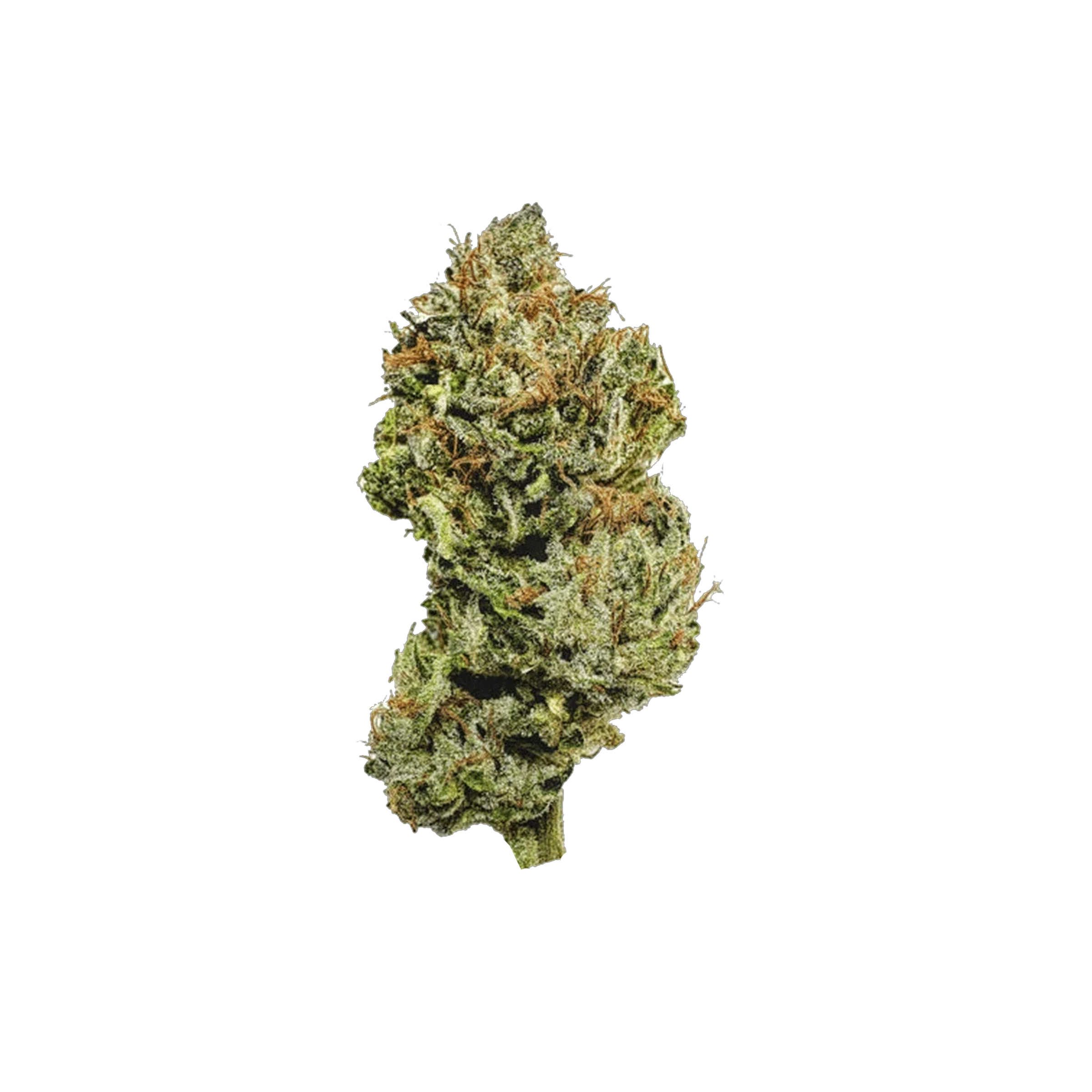 SaltSpring Magic : PINE TAR 3 Salt Spring Magic : PINE TAR - 28g