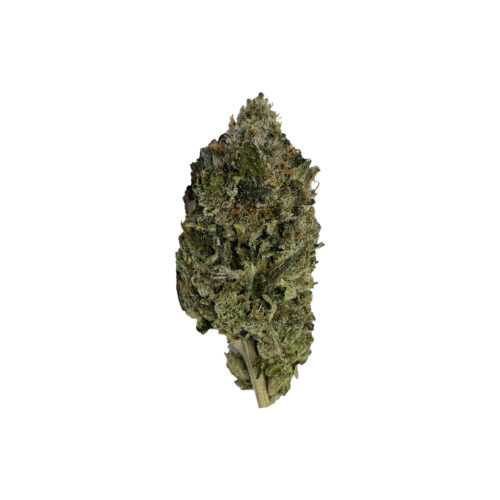 Salt Spring Magic : TIMMY'S OG SHARK