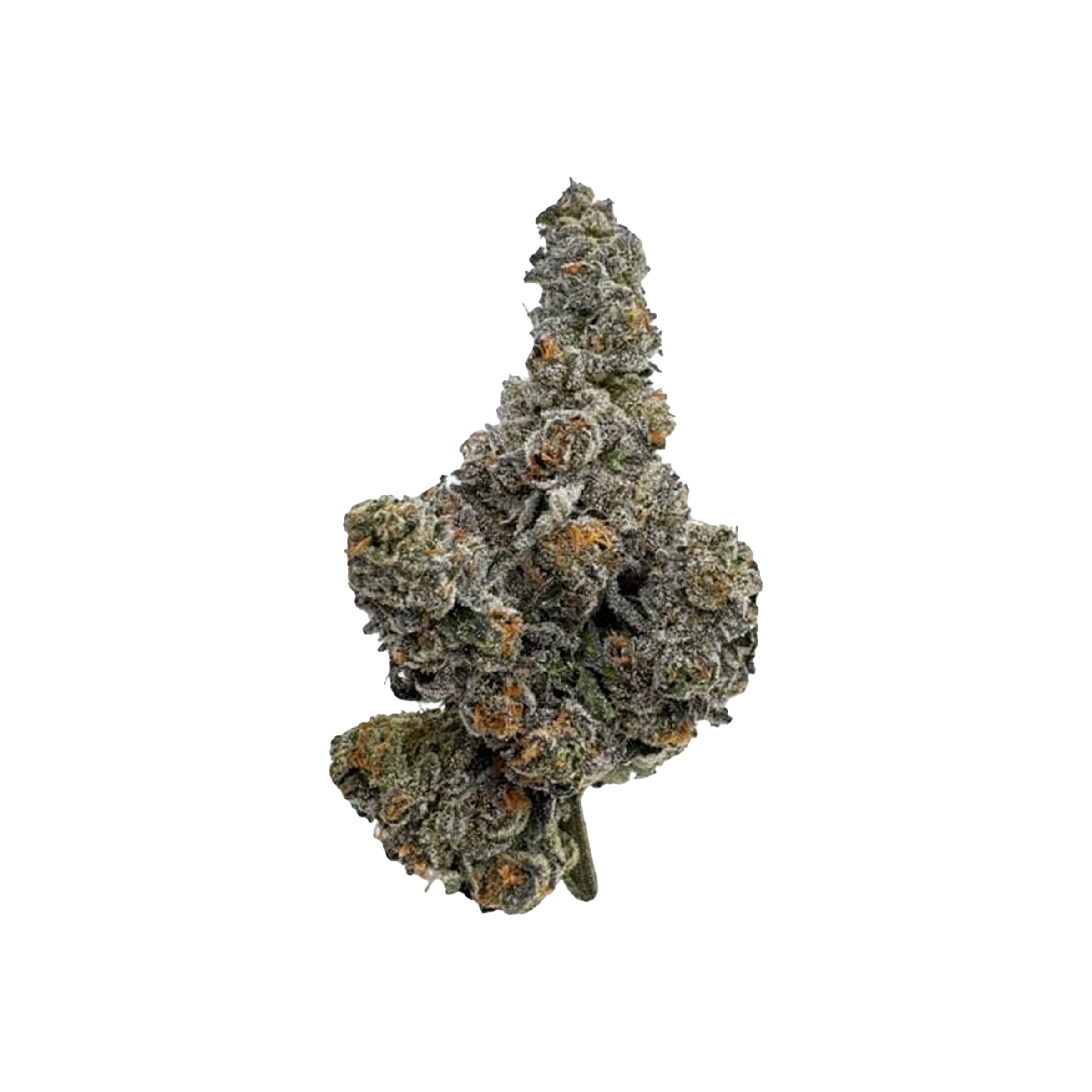 Amani Craft : GASTRO POP - 7g 1 Amani Craft : GASTRO POP - 7g