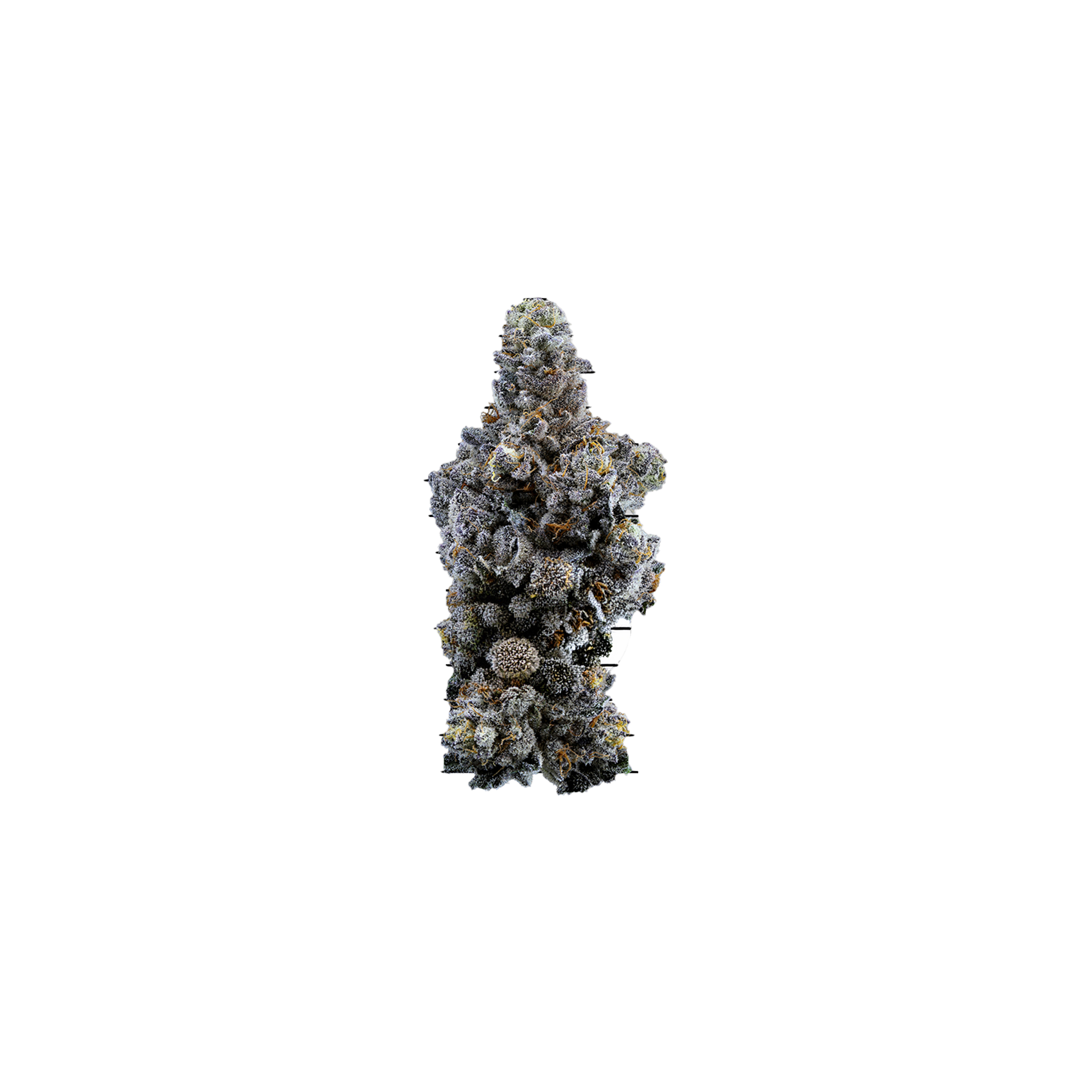Sweetgrass : LIMELIGHT PETITES - 3.5g 1 Sweetgrass : LIMELIGHT PETITES - 3.5g