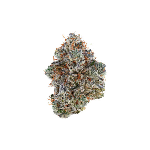 New Products 5 Tribal : NEON SUNSHINE - 14g